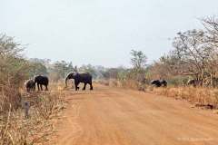 Bfa-1999-6-Boromo-13.02.99-Savanneelefant-Boromo-februar-1999-Burkina-faso
