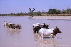 Bfa-1999-83-21.02.99-Burkina-Faso-1999
