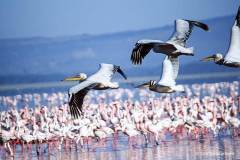 Lake Nakuru 29.01.03