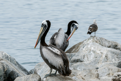San Antonio, Chile