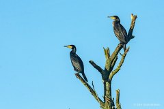 F-10-4-Skarv-5-Storskarv-Great-Cormorant-Phalacrocorax-carbo-Kvaerkeby-21.01.22-Danmark