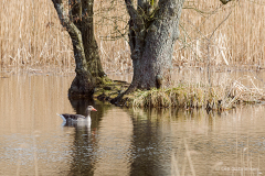 Kværkeby