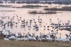 F-13-4-Sangsvane-5-Sangsvane-Whooper-Swan-Cygnus-cygnus-Hornborgasjon-07.04.19-Sverige
