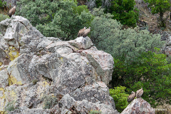 Monfragüe, Spanien