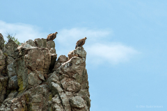 Monfragüe, Spanien