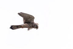 F-14-4-Taarnfalk-22-Taarnfalk-Common-Kestrel-Falco-tinnunculus-Goerlev-20.01.17-Danmark