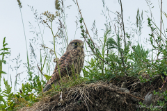 F-14-4-Taarnfalk-9-R-Taarnfalk-juv.-Common-Kestrel-Falco-tinnunculus-Kvaerkeby-17.06.12-Danmark
