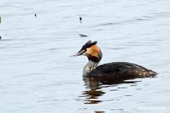 F-8-Toppet-lappedykker-2-R-Toppet-lappedykker-Great-Crested-Grebe-Podiceps-cristatus-Hornborgasjon-05.04.07-Sverige