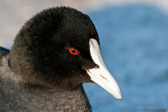 Holbæk