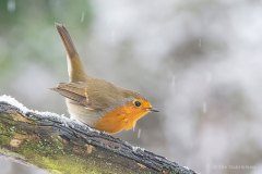 F-29-31-Roedhals-9-Roedhals-Robin-Erithacus-rubecula-Hoppeolden-11.12.21-Danmark