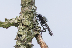 B-4-1-1-Skovhaarmyg-2-Skovhaarrmyg-St-Marks-Fly-Bibio-marci-Hoppeolden-10.05.20-Danmark