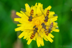 Tåsinge
