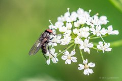 B-4-2-74-Boenneflue-8-Boenneflue-Bean-Seed-Fly-Delia-platura-Hoppeolden-29.06.22-Danmark