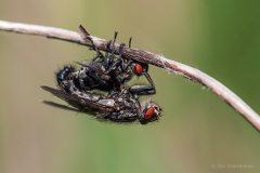 B-4-2-78-Koedflue-1-Koedflue-Common-Flesh-Fly-Sarcophaga-carnaria-Kvaerkeby-26.05.14-Danmark