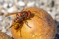 Tåsinge