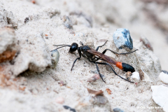 B-6-24-Almindelig-sandhveps-3-Almindelig-sandhveps-Red-banded-Sand-Wasp-Ammophila-sabulosa-Reersoe-30.06.10-Danmark