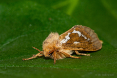 Hoppeolden