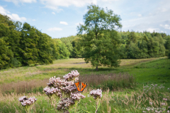 Bidstrup skov, Smuldmosen