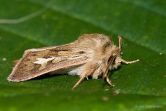 B-5-30-31-Svingelugle-4-Mosebunkeugle-Antler-Moth-Cerapteryx-graminis-Hoppeolden-24.08.11-Danmark