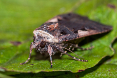 B-5-30-32-Det-sorte-c-4-R-Det-sorte-c-Setaceous-Hebrew-Character-Xestia-c-nigrum-Hoppeolden-22.08.10-Danmark
