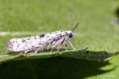B-5-4-Sortspidset-benvedspindemoel-3-Yponomeuta-plumbella-R-Sortspidset-Benvedspindemoel-Black-tipped-Ermine-Yponomeuta-plumbella-Saeby-25.07.16-Danmark