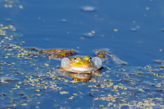 E-1-Groen-froe-20-Groen-froe-Green-Frog-Pelophylax-esculentus-Stestrup-25.05.14-Danmark