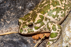 Tåsinge