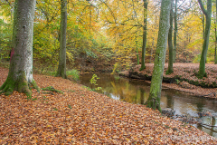 K-10.23.24.-8-Saebygaard-Skov-Saebygaard-Skov-23.10.24-Danmark
