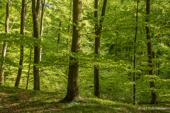 K-DNK-K-05.15.17-3-Taageroed-Skov-Lidemark-Taageroed-Skov-15.05.17-Danmark