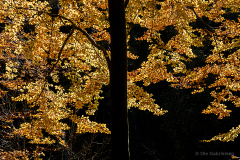 K-DNK-K-10.26.10-Raunsholte-2-R-Efteraar-Raunsholte-26.10.10-Danmark