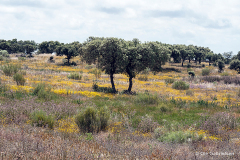 Spanien