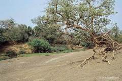BFA-K-02.16.02-1-Park-Arli-Park-Arli-16.02.02-Burkina-Faso