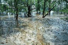 Mangrove