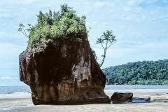 K-MYS-K-03.15.04-9-Sarawak-Bako-Bako-Borneo-15.03.04-Malaysia