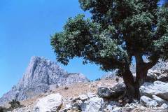 K-TUN-K-07.04.98-2-Jebel-Zaghouan-Jebel-Zaghouan-07.04.98-Tunesien