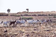 Mli-100-Beri-Same-18.02.00-Beri-Same-februar-2000