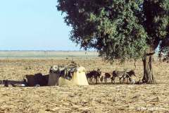 Fulani lejr