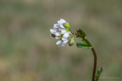 J-2-14-Dansk-kokleare-2-Dansk-kokleare-Danish-Scurvygrass-Cochlearia-danica-Bjerge-Strand-10.05.21-Danmark