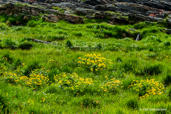 Runde, Norge