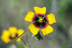 Extremadura, Spanien