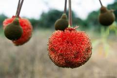 Forêt Bèrègadougou 18.02.99