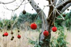 Forêt Bèrègadougou 18.02.99