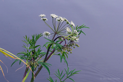 J-2-35-Gifttyde-6-Gifttyde-Cowbane-Northern-Water-Hemlock-Cicuta-virosa-Kvaerkeby-17.06.16-Danmark