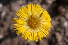 J-2-36-03-41-Foelfod-3-Foelfod-Coltsfoot-Tussilago-farfara-Ebberup-12.04.10-Danmark