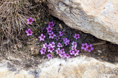 Hochalpenstrasse, HoheTauern