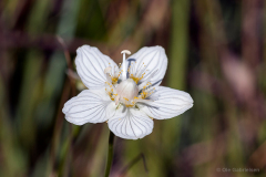 Bidstrup Skov, Smuldmosen