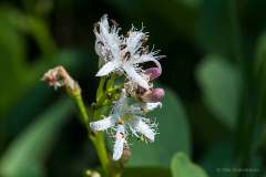 Bidstrup Skov, Heide Overdrev