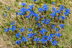 Hochalpenstrasse, Østrig