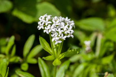 Bidstrup Skov, Heide Overdrev