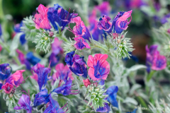 Extremadura, Spanien